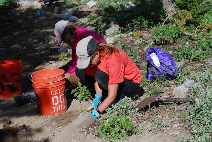 (Sara Tabin | The Salt Lake Tribune) Sandra Berzinis, a New York resident visiting her son in Utah for the summer, plants native flora on Saturday, July 6, 2019 as part of the annual Town of Alta Restoration Day.