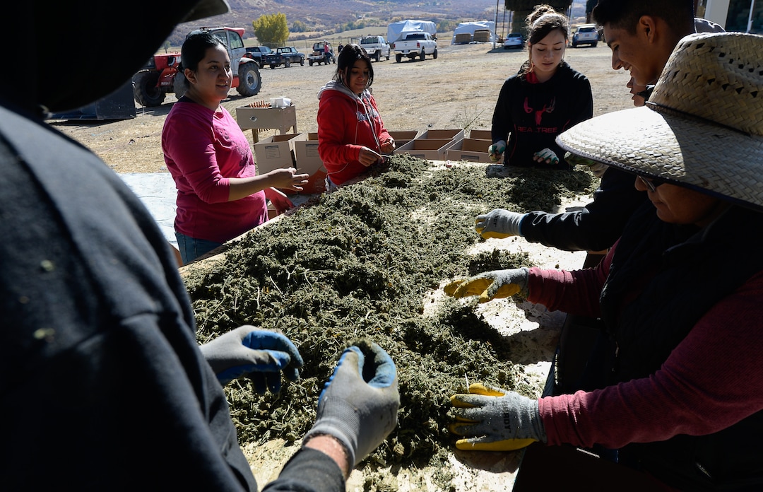 (Francisco Kjolseth  |  The Salt Lake Tribune)  Piles of dry hemp plant material is harvested by crews removing stems in the pre-extraction process before the CBD oils are removed. Long time farmer Jud Harward is wrapping up his first season of industrial hemp growing near Spanish Fork, Utah, willing to take on the challenge that has been a struggle for many farmers.