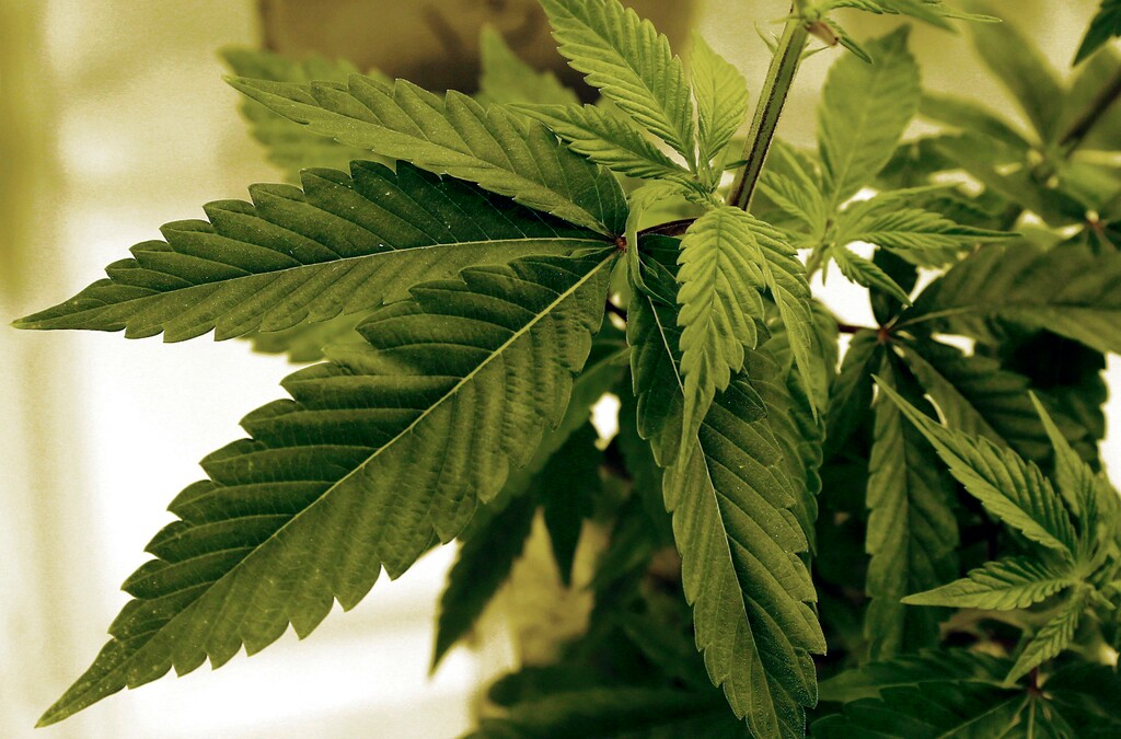 FILE - In this June 17, 2015, file photo, medical marijuana plants grow at LifeLine Labs in Cottage Grove, Minn. When U.S. Attorney General Jeff Sessions green-lighted federal prosecutors to pursue violators of federal marijuana laws, not only states that legalized recreational pot are at risk of a crackdown, but so is most of the rest of America. All but four states allow some form of medical marijuana, even Sessions' home state of Alabama. (AP Photo/Jim Mone, File)