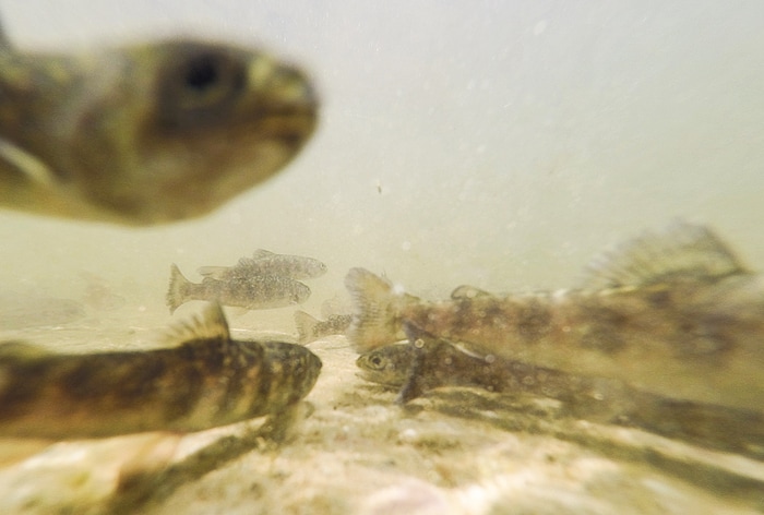 (Francisco Kjolseth | The Salt Lake Tribune) The Division of Wildlife Resources introduce around 40,000 splake, a sterile cross between lake trout and brook trout, into the Jordanelle Reservoir on Thursday, June 21, 2018. Measuring four to five inches long, splake will quickly grow and could reach adult lengths of more than two feet long as part of ongoing management plans at the reservoir that currently holds numerous other fish species.