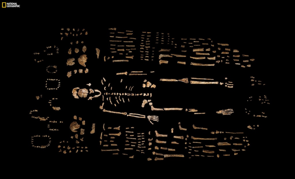 This photo provided by National Geographic from their October 2015 issue shows a composite skeleton of Homo naledi surrounded by some of the hundreds of other fossil elements recovered from the Rising Star cave in South Africa, photographed at the Evolutionary Studies Institute of the University of the Witwatersrand in Johannesburg, South Africa. In an announcement made Thursday, Sept. 10, 2015, scientists say the fossils revealed the new member of the human family tree. The expedition team was led by Lee Berger of the university. (Robert Clark/National Geographic, Lee Berger/University of the Witwatersrand via AP) IMAGE MUST INCLUDE NATIONAL GEOGRAPHIC LOGO; CROPPING NOT PERMITTED; MANDATORY CREDIT: "ROBERT CLARK/NATIONAL GEOGRAPHIC, LEE BERGER/UNIVERSITY OF THE WITWATERSRAND"