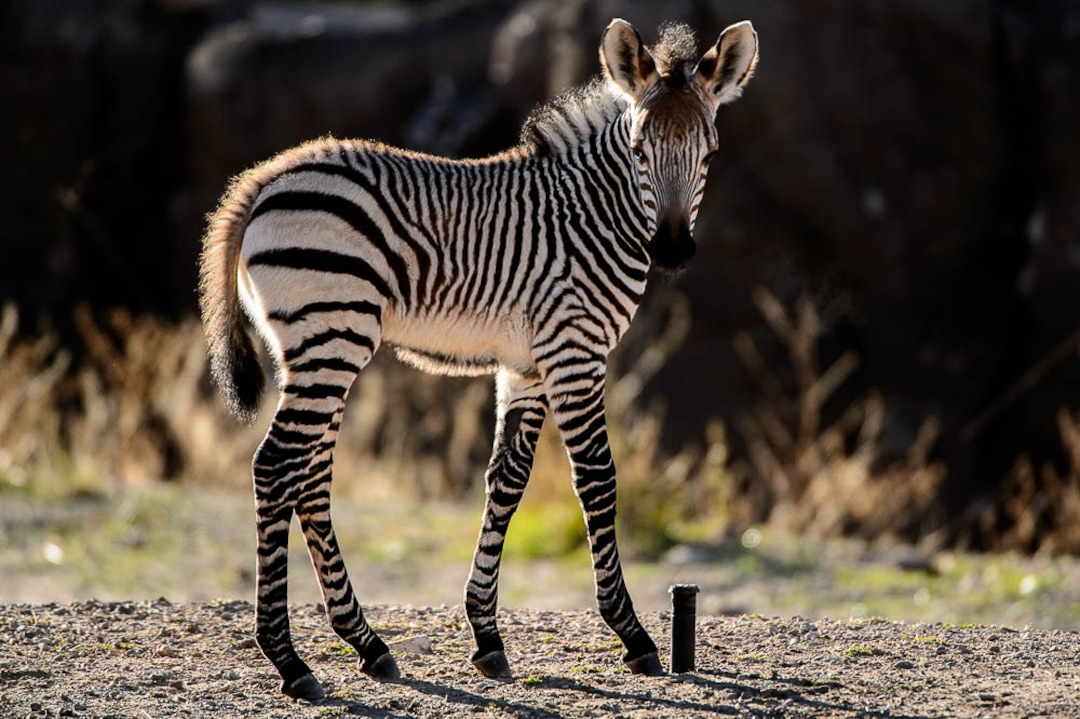 Clementine, left, a baby zebra born Oct. 23, hangs out with her mother, Zoe, at Utah's Hogle Zoo. The foal will make her public debut on Tuesday, Oct. 30.