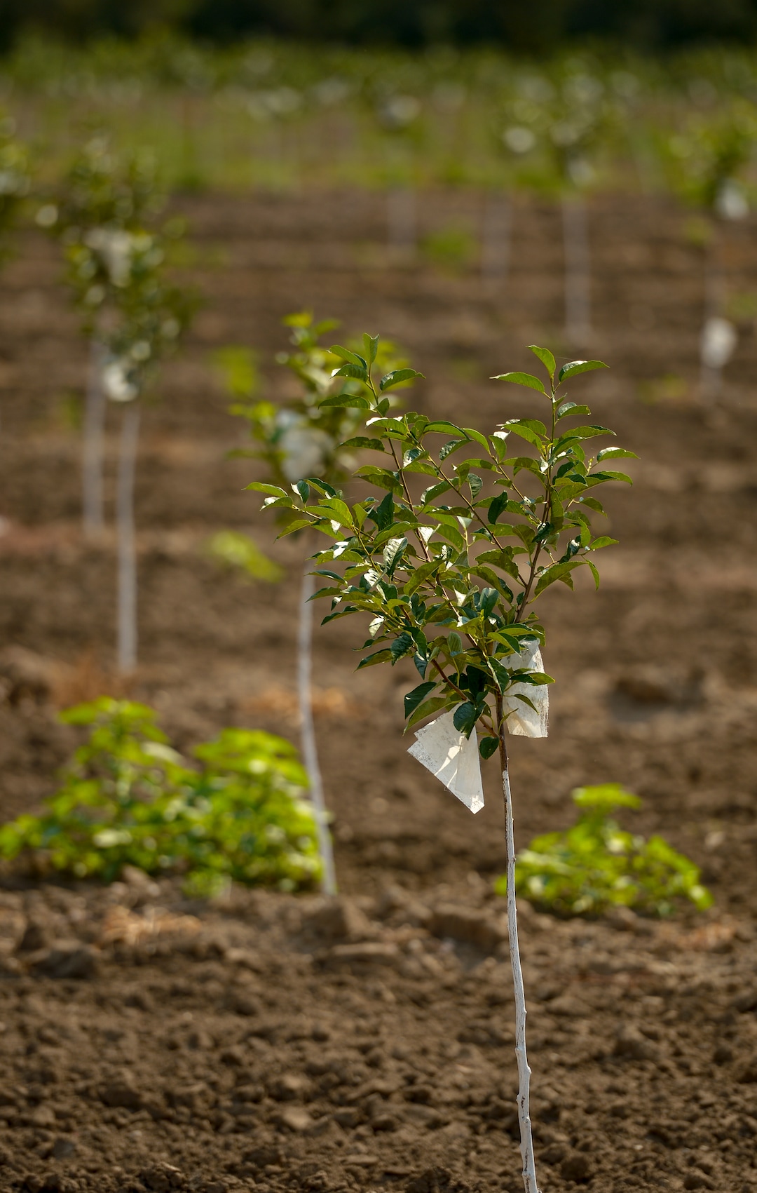 (Leah Hogsten  |  The Salt Lake Tribune)  New Monmorency cherry trees are adorned with laundry dryer sheets to keep deer from eating the saplings, Thursday, July 26, 2018. A cherry tree begins producing fruit around its 7th year of maturity, allowing sufficient time for the tree to develop adequate structure to support a crop of cherries and stops fruiting around the age of 14.