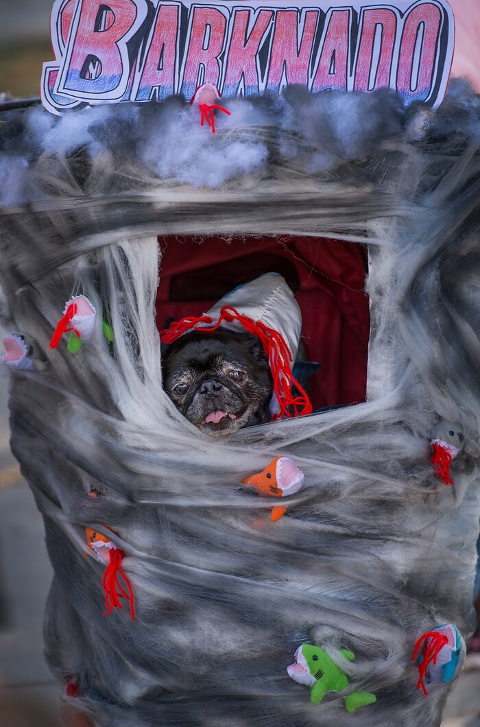 (Leah Hogsten  |  The Salt Lake Tribune) A tired Jasmine, an 11-year old pug peers out of her "Barknado" suit during the 7th annual Howl-o-ween Pet Costume Contest at the Downtown Farmers Market. 