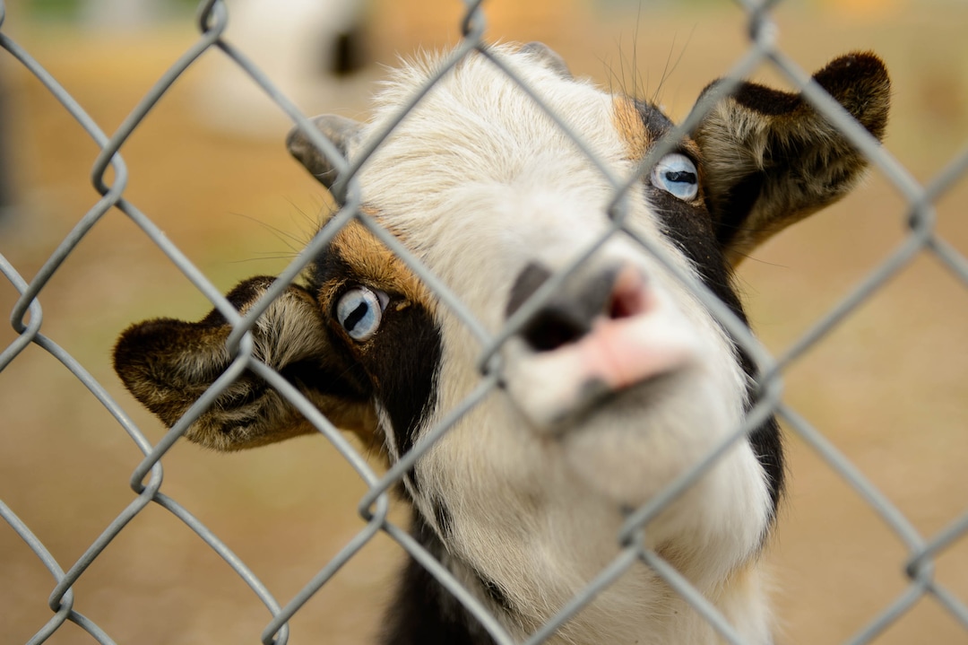 (Trent Nelson  |  The Salt Lake Tribune)  A goat at Sandy City Animal Services on Monday April 22, 2019.