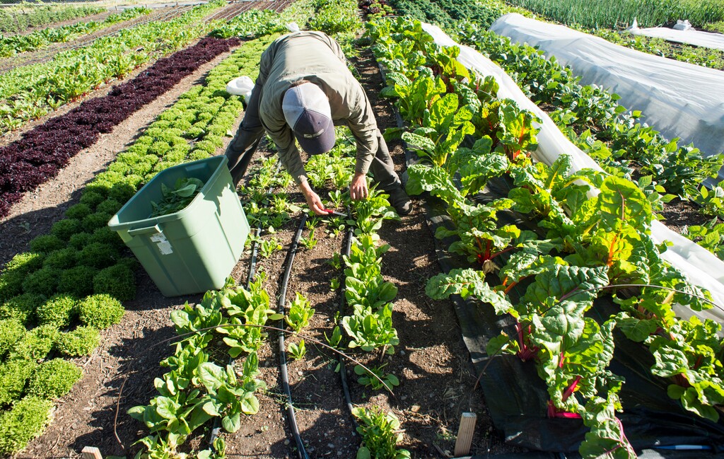 (Rick Egan  |  The Salt Lake Tribune) Elliot Musgrove harvests spinach at Top Crops urban farm in Salt Lake City, Tuesday, June 5, 2018.