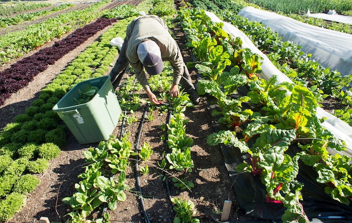(Rick Egan  |  The Salt Lake Tribune)      Elliot Musgrove harvest spinach, at  Top Crops urban farm in Salt Lake City, Tuesday, June 5, 2018.


