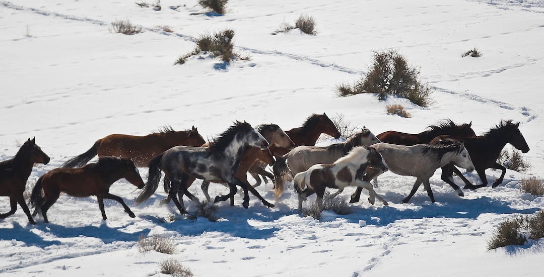 Chris Detrick  |  The Salt Lake TribuneWild horses from Utah’s Swasey herd are rounded up by Cattoor Livestock Roundup Co in the West Desert near the Swasey Mountains Thursday February 14, 2013. Under the Bureau of Land Management operation 50 miles west of Delta, helicopter wranglers will gather 262 horses. One hundred will be released back into the Swasey Herd Management Area — one of Utah’s 19 HMAs on federal land. Many of the horses released will be mares treated with the contraceptive Porcine Zona Pellucida (PZP-22).