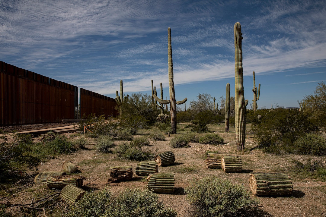 (Adriana Zehbrauskas | The New York Times) Cut down Saguaro cactuses in Organ Pipe Cactus Monument, where a wall is being built along the Arizona-Mexico border, near Lukeville, Ariz., on Feb 19, 2020. The remains of chopped-up saguaros are now visible along a swath of the Sonoran Desert in southern Arizona, part of what Native American leaders warn is a range of environmental and archaeological threats posed by the Trump administration’s scramble to build the wall.