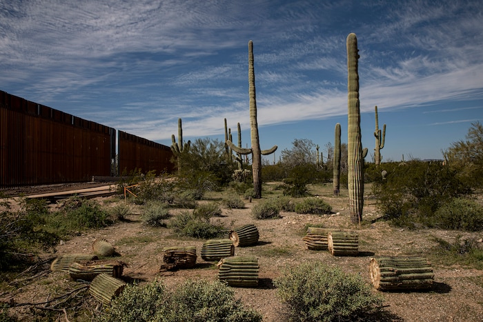 (Adriana Zehbrauskas | The New York Times) Cut down Saguaro cactuses in Organ Pipe Cactus Monument, where a wall is being built along the Arizona-Mexico border, near Lukeville, Ariz., on Feb 19, 2020. The remains of chopped-up saguaros are now visible along a swath of the Sonoran Desert in southern Arizona, part of what Native American leaders warn is a range of environmental and archaeological threats posed by the Trump administration’s scramble to build the wall.