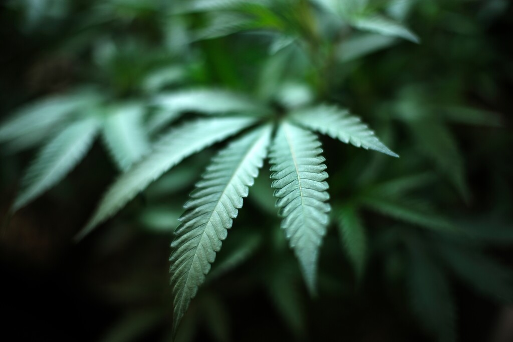 (Richard Vogel | AP file photo) Marijuana grows at an indoor cannabis farm in Gardena, Calif. With nine research grants announced Thursday,  Sept. 19, 2019, the U.S. government will spend $3 million to find out if marijuana can relieve pain, but none of the money will be used to study the part of the plant that gets people high.