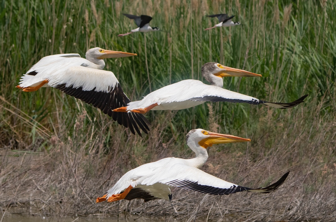 (Francisco Kjolseth | The Salt Lake Tribune) American white pelicans fly alongside black-necked stilts at Bear River Migratory Bird Refuge, a 74,000-acre nature reserve in the northern Great Salt Lake on Wednesday, June 23, 2021. Pelicans at the refuge have flown thousands of miles to get to the Great Salt Lake, where thousands of them will hatch chicks on Gunnison Island, one of the species’ largest breeding colonies.
