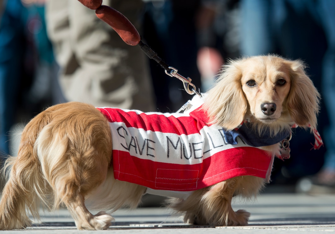 (Rick Egan  |  The Salt Lake Tribune)     Julia Breault dressed her dog Alice for the "Rally for the Rule of Law" to urge Utah’s Members of Congress to prevent President Donald Trump from compromising the independence of Special Counsel Robert Mueller, at the Federal Building, Saturday, Nov. 10, 2018.