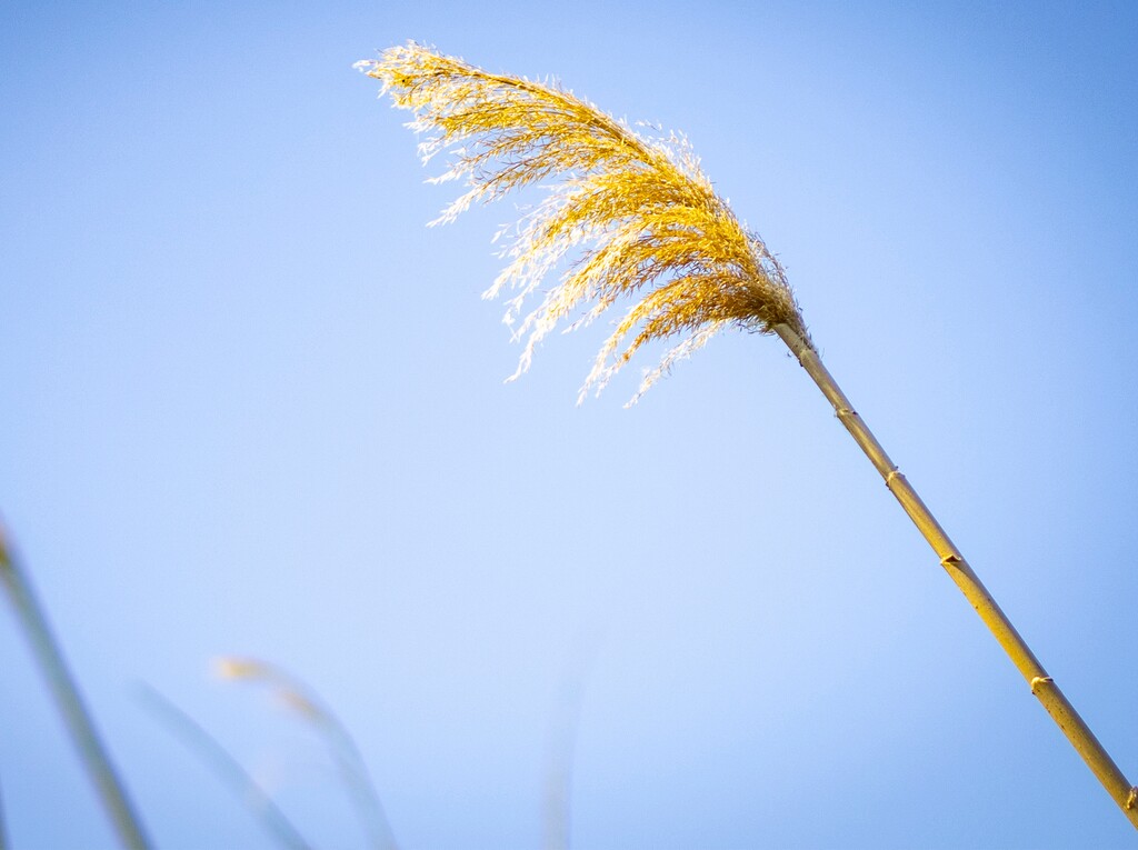 (Rick Egan | The Salt Lake Tribune) Phragmites at the Great Salt Lake on Tuesday, June 17, 2025.