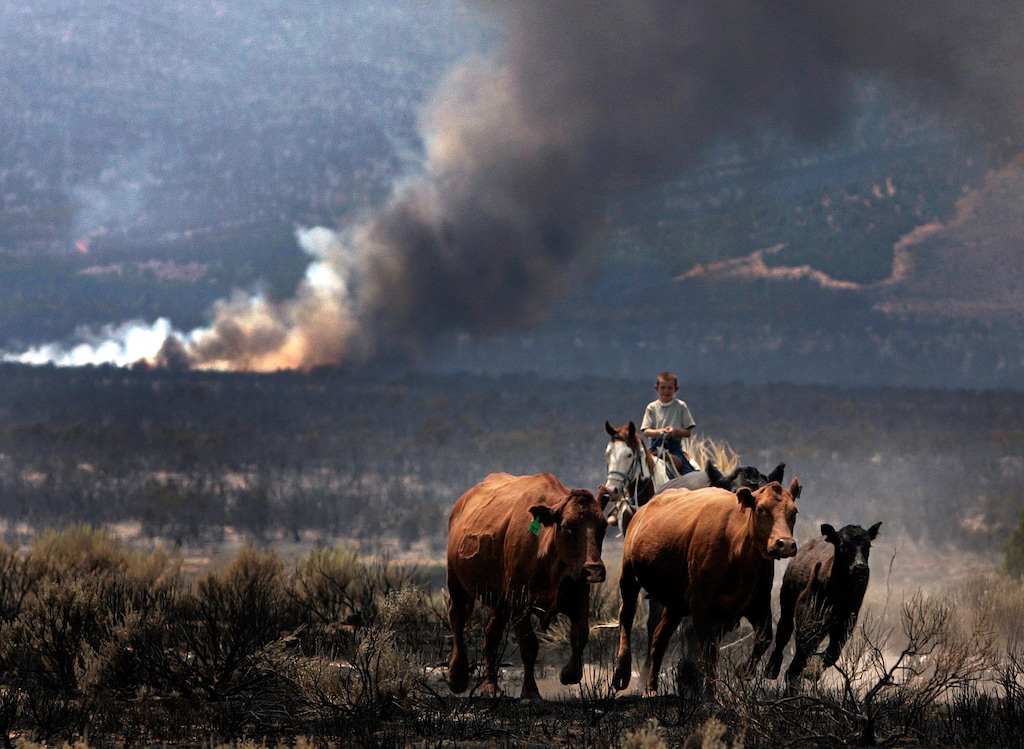 (Jim Urguhart | The Salt Lake Tribune) Weston Stoddard, 9, helps herd the family cattle away from the Milford Flat Fire in the Mineral Range south of Cove Fort in July 2007.