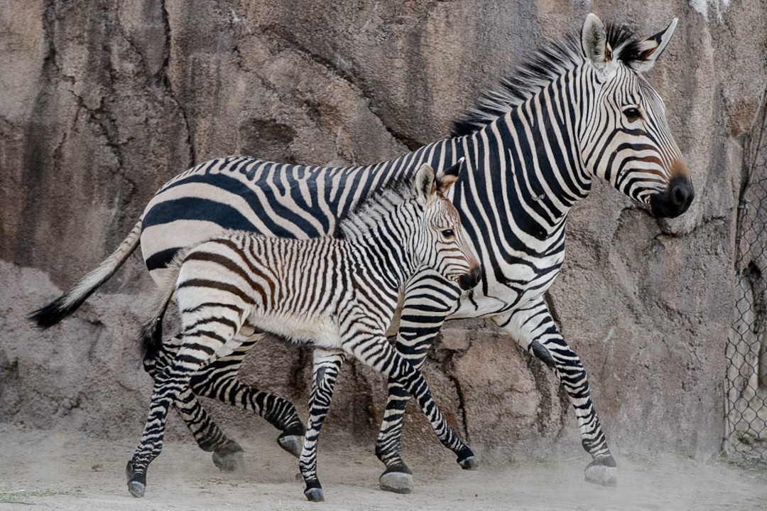 (Trent Nelson | The Salt Lake Tribune)  Clementine, left, a baby zebra born Oct. 23, with her mother, Zoe, at Utah's Hogle Zoo, Tuesday Oct. 30, 2018.