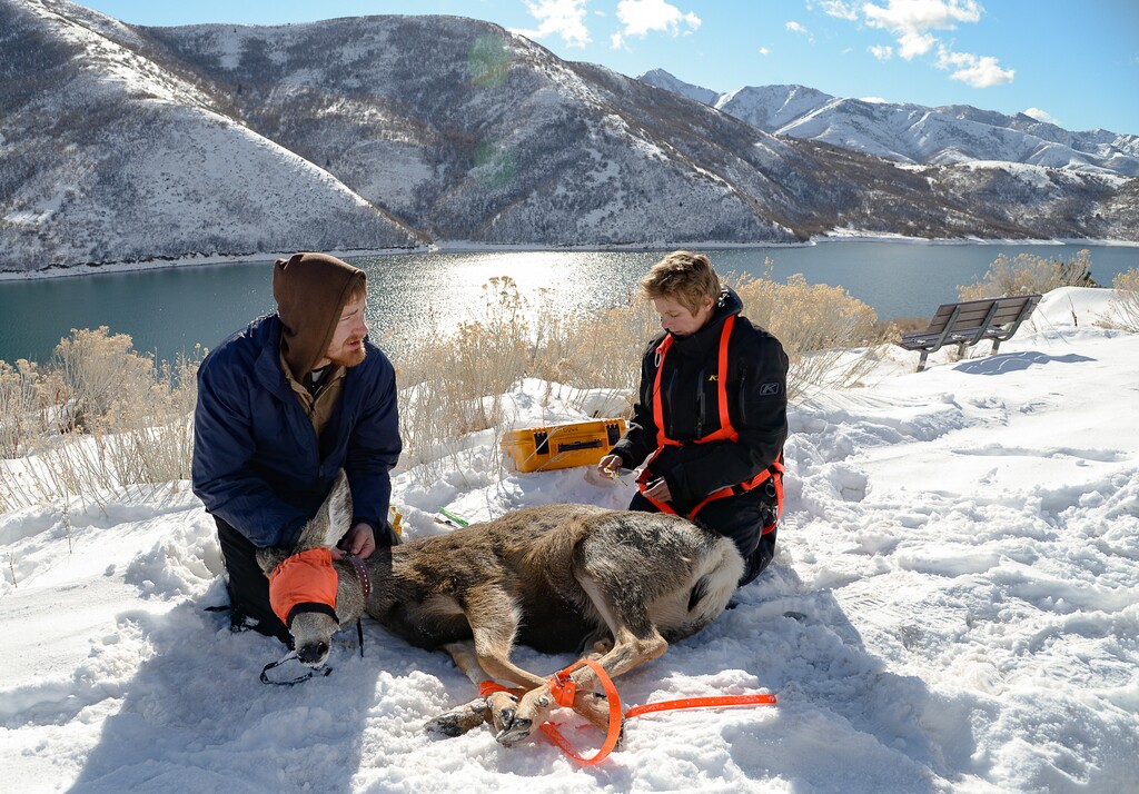 (Francisco Kjolseth | The Salt Lake Tribune) Division of Wildlife Resources intern Levi Watkins and veterinarian Annette Roug perform a health check on a deer at Little Dell Reservoir on Friday, Jan. 10, 2020. DWR employees rounded up mule deer in November and December to test them for coronavirus.