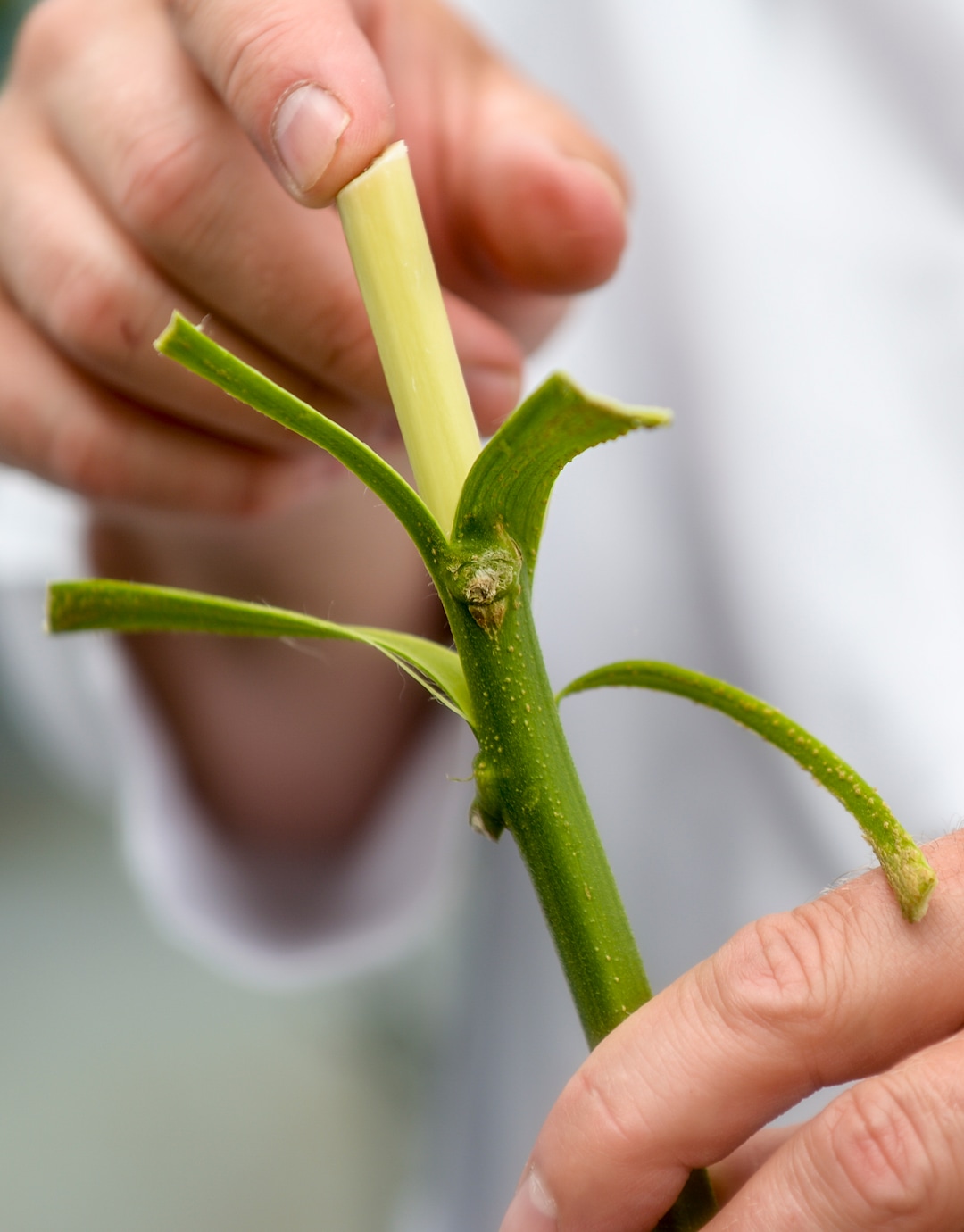 (Leah Hogsten  |  The Salt Lake Tribune) ÒThereÕs so much about this plant that can be used,Ó said Jeff Colbert, a graduate student at Weber State University, who has a special permit to grow and study hemp. The hemp stemÕs bast fibers are pulled away, revealing the stalk. Both can be used in numerous ways to create yarn, rope, fabric and cloth to hempcrete - a form of concrete - to sponge-like wicking agents to clean and siphon away chemicals.