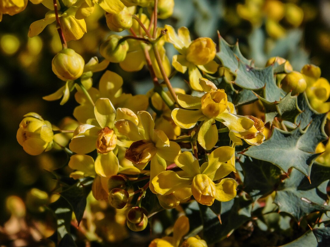 Erin Alberty  |  The Salt Lake TribuneUtah Holly blooms April 2 near the Mojave Desert Joshua Tree Road south of Shivwits. 