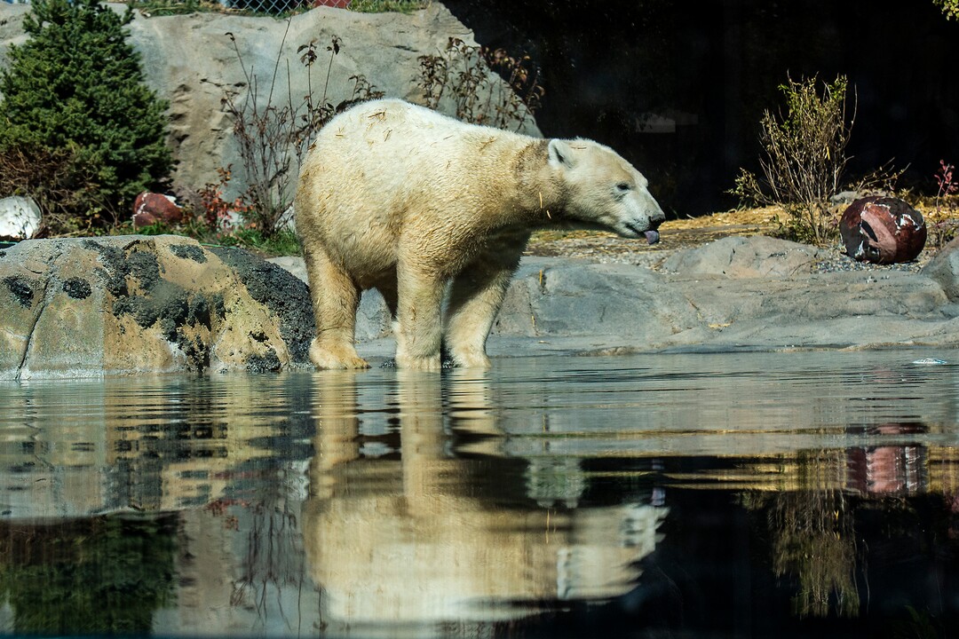 (Chris Detrick  |  The Salt Lake Tribune) Polar Bear Nora at Utah's Hogle Zoo Tuesday, October 10, 2017.