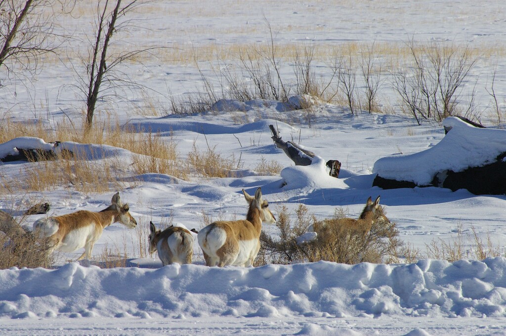 (Photo courtesy of Ouray National Wildlife Refuge)  In this 2008 photograph, pronghorn herd at Ouray National Wildlife Refuge in Uintah County.