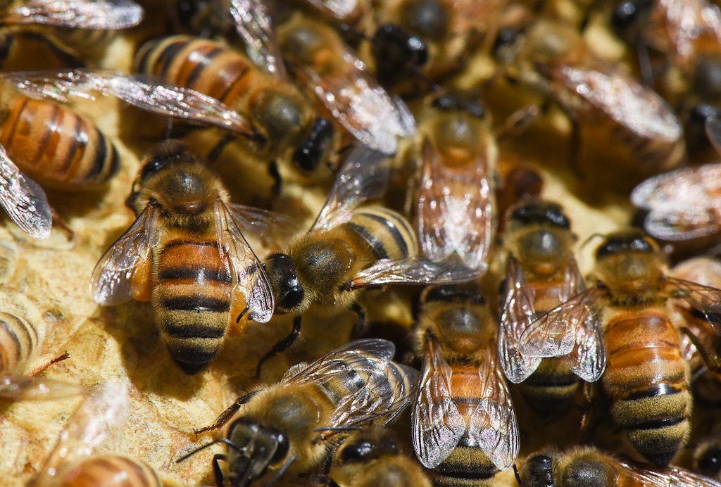 (Francisco Kjolseth  |  The Salt Lake Tribune) A hive of bees, taken on July 6, 2017.