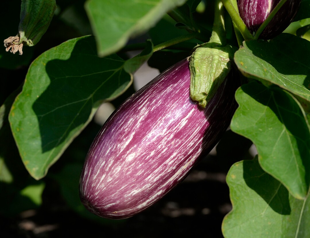 (Al Hartmann  |  The Salt Lake Tribune) An eggplant is ready for harvest at the Wasatch Community Gardens' Green Team farm on Wednesday, Aug. 2. A group of homeless and formerly homeless women tend a 1.5-acre vegetable farm on land owned by the Salt Lake City's Redevelopment Agency. The women are paid as they learn about agriculture and business, and they receive a break from the stresses of their daily lives.