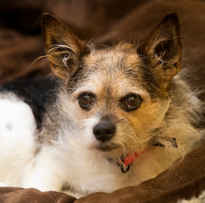 (Rick Egan  |  The Salt Lake Tribune)      Max, a Chihuahua -Norwich Terrier mix at The Humane Society of Utah,Tuesday, Dec. 4, 2018.