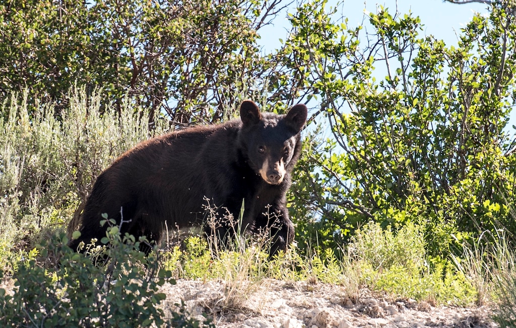 (Utah Division of Wildlife Resources) A black bear. On Aug. 15, DWR officials euthanized a bear after it was found wandering around northern Utah communities.