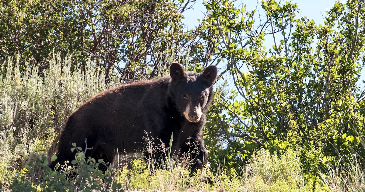 Why Utah had to euthanize the black bear that wandered into a city this month