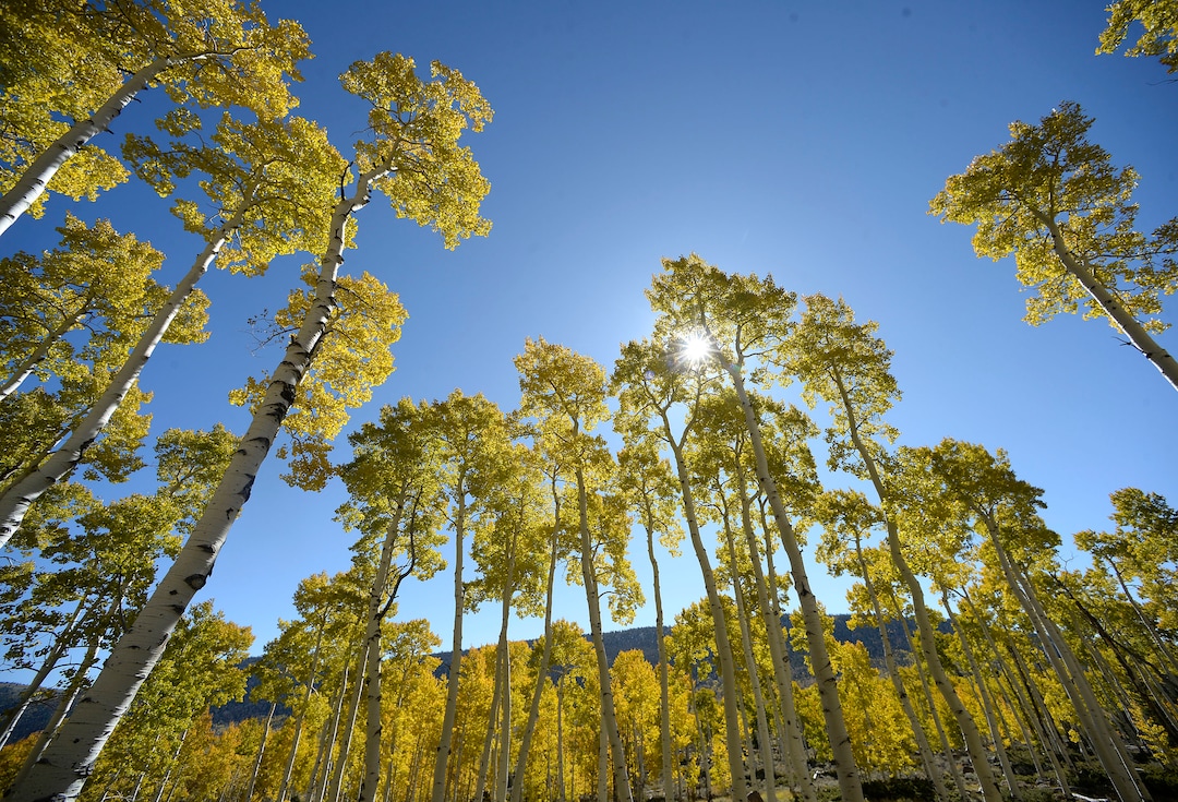 (Al Hartmann  |  The Salt Lake Tribune)     
At 106 acres, Pando is the largest known aspen clone, and the most massive living thing known on earth. Its trees are united by a single root system. Scientists say deer are voraciously eating Pando's new sprouts, preventing the clone from regenerating. It could deteriorate beyond recovery in less than 20 years, they warn.