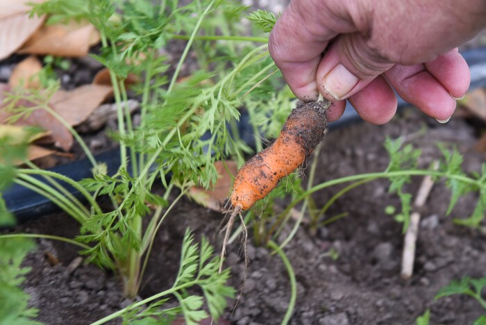(Francisco Kjolseth  |  The Salt Lake Tribune)  Residents at the Center for Women and Children in Murray get a chance to visit the Freedom Garden across the street as they pick fresh vegetables with the help of Celia Bell, a horticulture education specialist.  