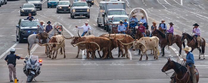 (Leah Hogsten | The Salt Lake Tribune) To kick off the start of Utah's Days of '47 rodeo week, Governor Spencer Cox, First Lady Abby Cox and working ranglers drove a herd of longhorn cattle from the heart of Salt Lake City to the  Utah Fair Park, Tuesday, July 19, 2022.