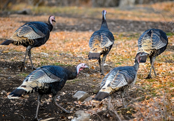 (Steve Griffin  |  The Salt Lake Tribune) Wild turkeys forage in the fall leaves outside of Ophir in Tooele County on Wednesday, Nov. 22, 2017.