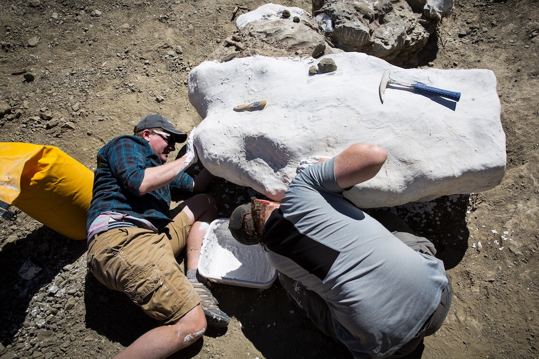 Randall Irmis, right, a paleontologist and curator of paleontology at the Natural History Museum of Utah, and Benn Breeden, a Ph.D. student assisting on Irmis' expedition, encase a fossil in a plaster jacket while on an expedition in Grand Staircase-Escalante National Monument Tuesday, Oct. 3, 2017. The team was excavating the most complete skeleton of a tyrannosaur discovered in the Southwest United States. Mark Johnston/NHMU