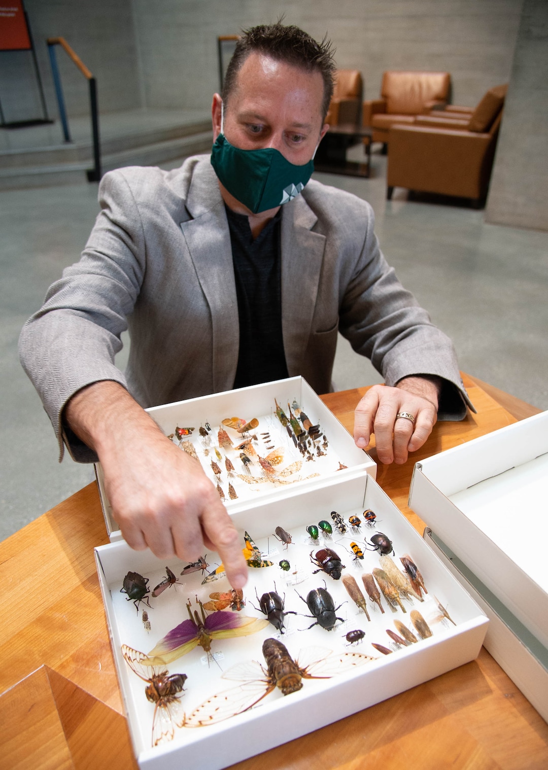 (Francisco Kjolseth  |  The Salt Lake Tribune) Trained as an entomologist, Jason Cryan, who became the new director of the Natural History Museum of Utah in March – just in time to close the place because of COVID-19, geeks over his love of insects as he shows off some of his personal collection during a recent tour. Cryan and his staff have been making safety changes in hopes of reopening the museum in mid-August.