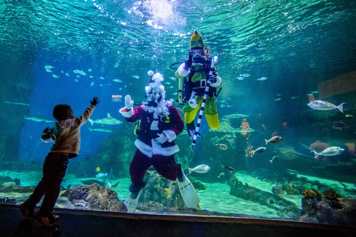 (Trent Nelson | The Salt Lake Tribune) Santa and one of his elves dive with the sharks at the Loveland Living Planet Aquarium in Draper on Saturday, Dec. 21, 2019.