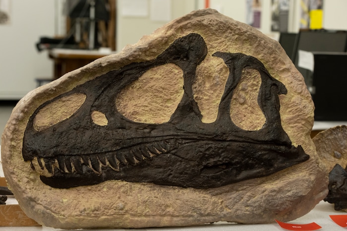 (Rick Egan | The Salt Lake Tribune) Mark Lowewen talks about the new Allosaurus Jimmadseni, during the Utah Natural History Museum DinoFest. The Museum is celebrating it's 50th anniversary in Utah to day and tomorrow, Saturday, Jan. 25, 2020.