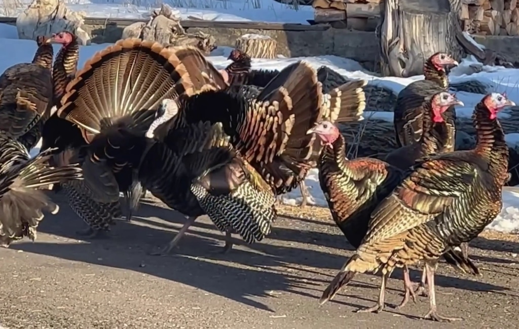 (Karole Roskelley Sorensen) Karole Roskelley Sorensen said she has at least 25 turkeys in her yard daily during the winter.