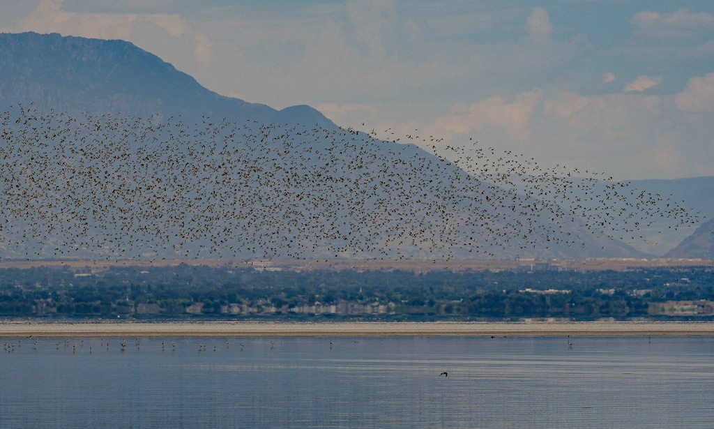 (Francisco Kjolseth | The Salt Lake Tribune) Thousands of birds create a murmuration near Fremont Island on the Great Salt Lake on Tuesday, July 18, 2023. 