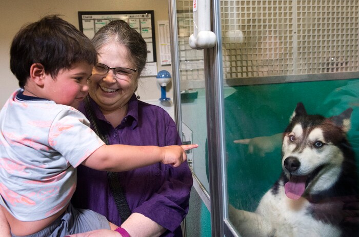 (Rick Egan  |  The Salt Lake Tribune)   Jan Liechty and 2-year-old Elliot Kazer visit a Siberian Husky named "Aska," at the Humane Society of Utah, in Murray, Friday, April 27, 2018.