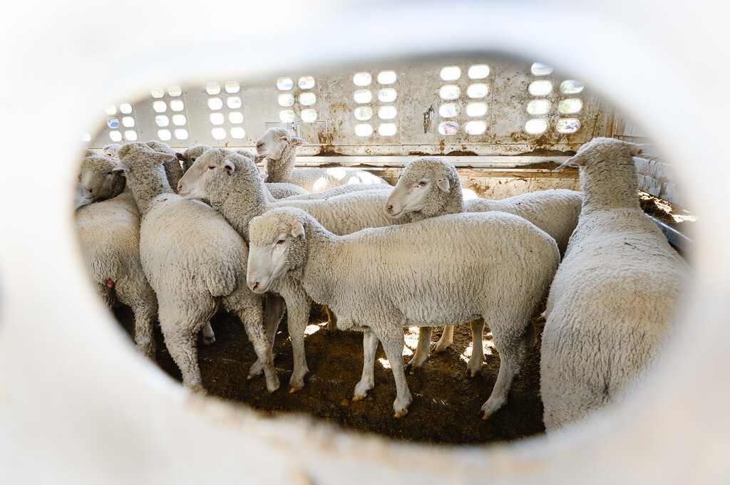 (Francisco Kjolseth  |  The Salt Lake Tribune)  Hundreds of sheep arrive from the Strawberry Valley to Midway's Soldier Hollow on Wed. Aug. 29, 2018, for this weekend's 16th annual Soldier Hollow Classic Sheepdog Championship and Festival, which runs Aug. 31-Sept. 3. This year, 44 dogs and 34 handlers will work with 331 sheep for the $20,000 purse.