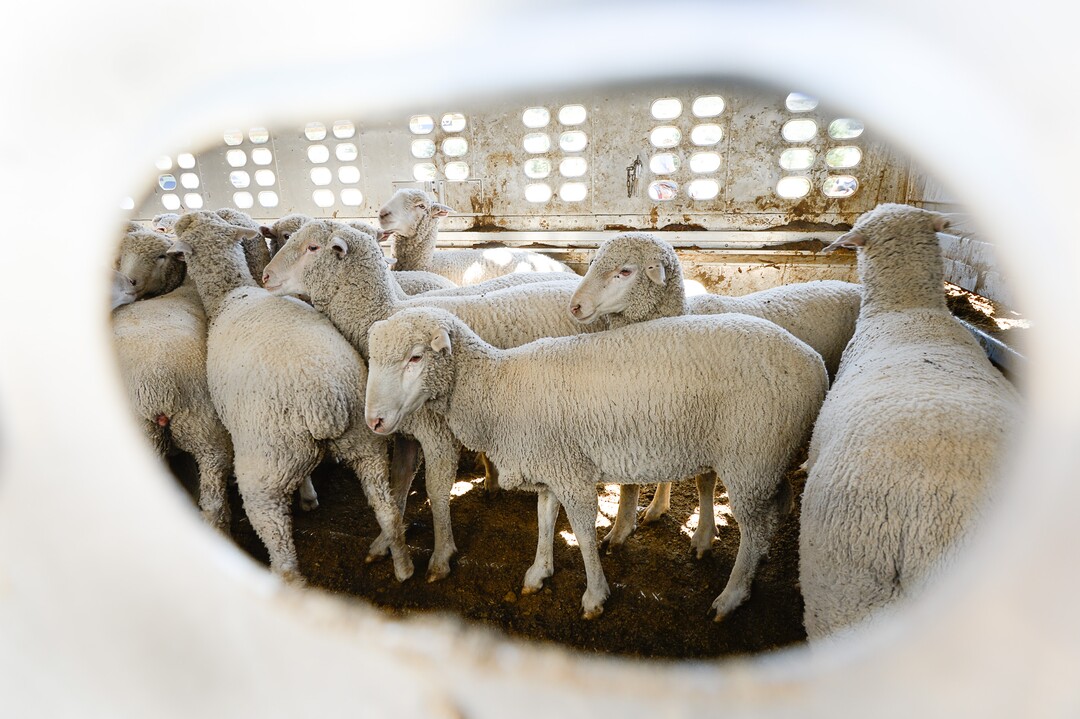 (Francisco Kjolseth  |  The Salt Lake Tribune)  Hundreds of sheep arrive from the Strawberry Valley to Midway's Soldier Hollow on Wed. Aug. 29, 2018, for this weekend's 16th annual Soldier Hollow Classic Sheepdog Championship and Festival, which runs Aug. 31-Sept. 3. This year, 44 dogs and 34 handlers will work with 331 sheep for the $20,000 purse.