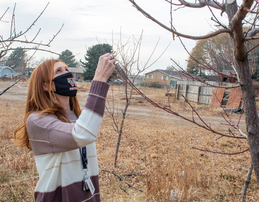(Rick Egan | The Salt Lake Tribune)  Jennie Taylor checks out the peach trees that were planted by Brent Taylor before he was deployed to Afghanistan. Pleasant Grove-based Stratton and Bratt are redesigning and restoring the small farm owned by the Taylor family, Thursday, Dec. 10, 2020.