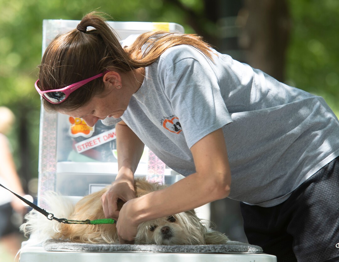 (Rick Egan  |  The Salt Lake Tribune)  Volunteer, Lisa Volungif puts on a new harness son Barbie the dog, as she helps out the Street Dawg Crew,  a group that gives out food, treats, leashes and things fort pets of homeless people. Sunday, July 7, 2019.