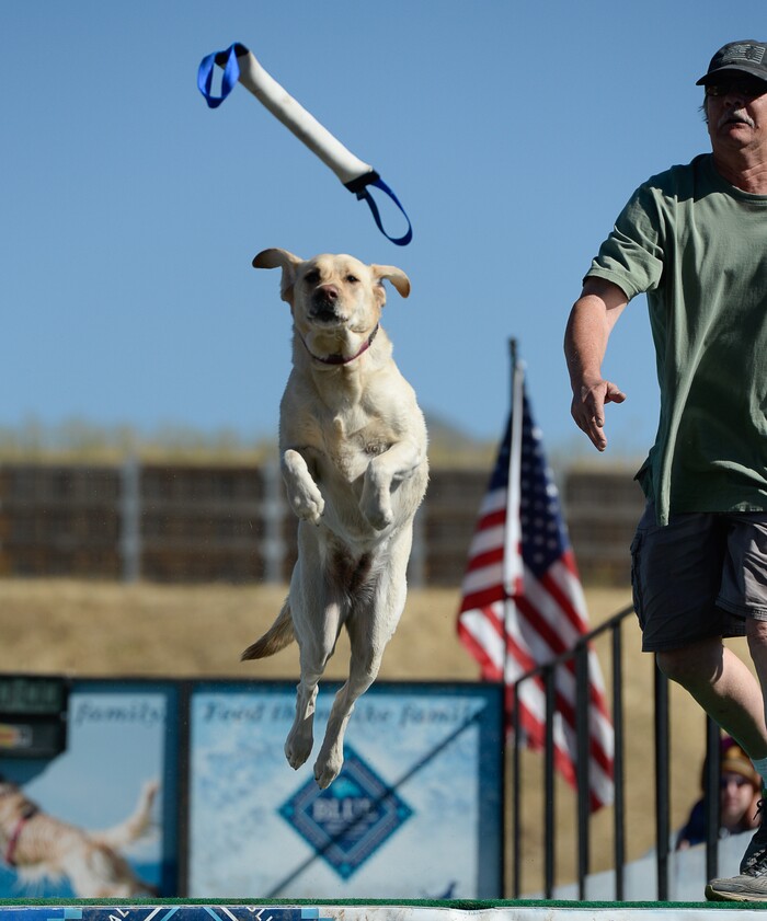 (Francisco Kjolseth | The Salt Lake Tribune) Dogs soar and splash as they go for distance in the DockDogs Big Air Wave competition as part of the annual Soldier Hollow Classic on Monday, Sept. 2, 2019.