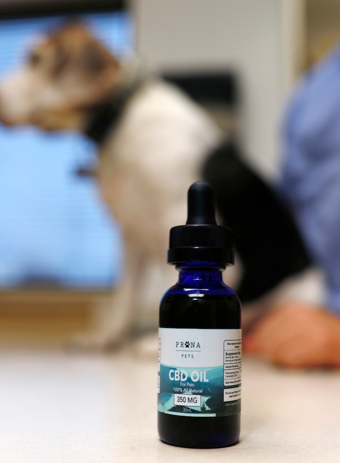 (David Zalubowski | The Associated Press) In this Monday, Oct. 30, 2017, photo, a bottle of CBD oil sits on a counter after Luke Byerly administered a dose of the liquid to his 14-year-old beagle, Robbie, during a break at Byerly's job as a technician at a veterinary clinic in east Denver. People anxious to relieve suffering in their pets are increasingly turning to oils and powders that contain CBDs, a non-psychoactive component of marijuana.