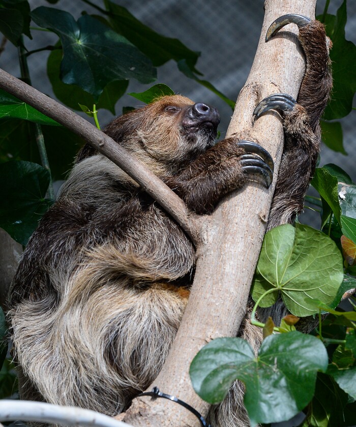 (Francisco Kjolseth | The Salt Lake Tribune) The Loveland Living Planet Aquarium has acquired a couple of two-toed sloths that will be unveiled to the public on Friday. They've been adjusting to the sights and sounds of the aquarium for the last couple of weeks after being rescued from the South American country of Guyana due to habitat deforestation.