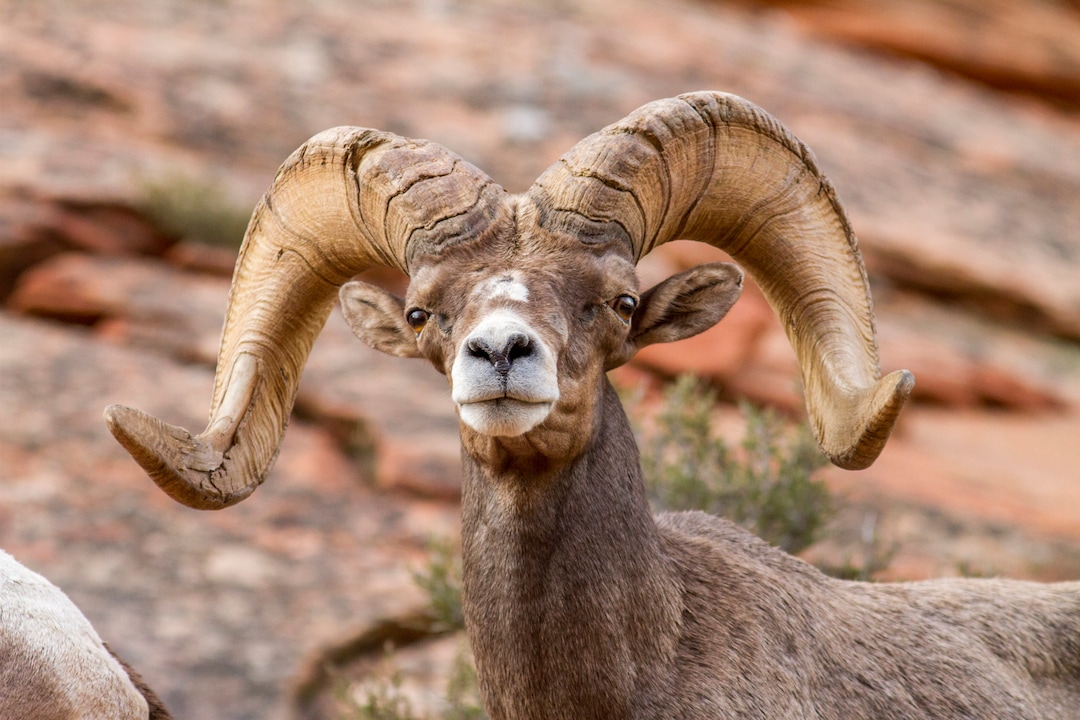 (Photo courtesy of the Utah Division of Wildlife Resources and the National Park Service) Please contact park biologists if you see or hear desert bighorn sheep coughing in Zion National Park.  Your report will help biologists determine how many sheep have contracted pneumonia.