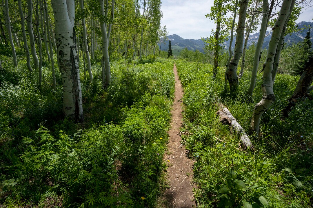 (Rick Egan | The Salt Lake Tribune) The Willow Heights Bench hike in Big Cottonwood Canyon, on Wednesday, June 16, 2021.